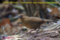 [21]Spot-breasted Laughingthrush14Mar2013-07a-s.jpg