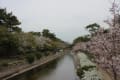 夙川公園の桜