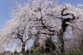 新宿御苑の桜