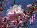 河津桜・開花が始まりました～～～
