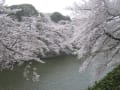 千鳥ヶ淵の桜2011