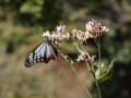 秋深し・秋空の下赤城自然園に飛来する～アサギマダラを見に行ってきました。