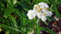 2015-07 白山の花たち