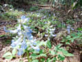 北海道のみじかな花たち