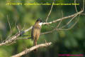 [7]Brown-breasted Bulbul20Feb2013-03a-s.jpg