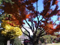 東京・神奈川の紅葉２０１３