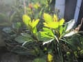 季節の花を眺めて～元気をもらっています