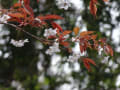 町田市尾根緑道の桜