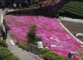 [11]東川の芝桜 038.jpg