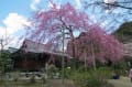 2012年4月7日　京都の桜がやっと咲き始めました。