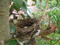 庭の木に鳥の巣・・・幸運が舞いこむ事を願い～