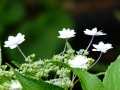 紫陽花ー堺市都市緑化センター（２０１４年６月１８日）