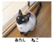 あたし　ねこ