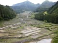 千枚田の風景