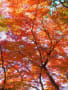 掛川市中。ネズミ山の紅葉