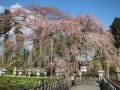 [26]宝泉寺の枝垂れ紅桜三分咲き