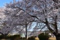学校に咲く桜