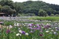 別府「神楽女湖」の花菖蒲