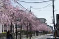 京都　桜めぐり