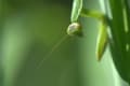 昆虫写景　カマキリ　（糠塚池　夏）