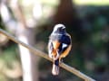 季節の野鳥（冬）