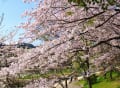 京都の桜２