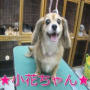 名前入りトリミング犬
