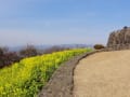 初サンポ・初富士山・初お花