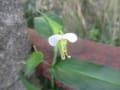 野草の世界；8月3日　　