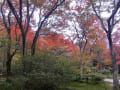 京都　宝筐院の紅葉