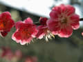 鎌倉 妙本寺 紅梅2012.3