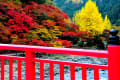 ここは愛知の紅葉スポットことしの香嵐渓の紅葉景色。