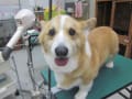 トリミング犬ご紹介　５0枚