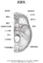 [7]1-29-13-内頭蓋底(複製) - コピー.jpg