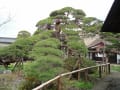 津島神社と柿陰山房