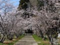 2012年　鴨川市東条地区の桜