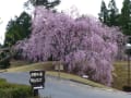 ゴルフ場　桜だより　名阪チサンカントリークラブ