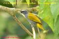 [23]Grey-bellied Bulbul17Apr2014-13a-s.jpg