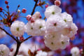 八重桜