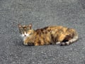 [5]睨み猫