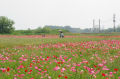 ポピーの花園