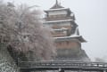 再び高島城の雪見桜