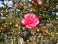 南部丘陵公園の山茶花