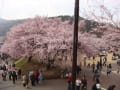 2011/04/16の高遠城址公園