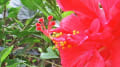 花・はな・ハナ…花壇の花々