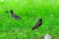 初夏の野鳥散策（野鳥フォト－１７）