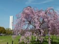 大仙公園と周辺の桜（２０１４年４月１日）