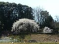 奥山田しだれ桜