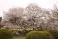 富士宮、狩宿の下馬桜