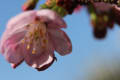 陽光桜開花